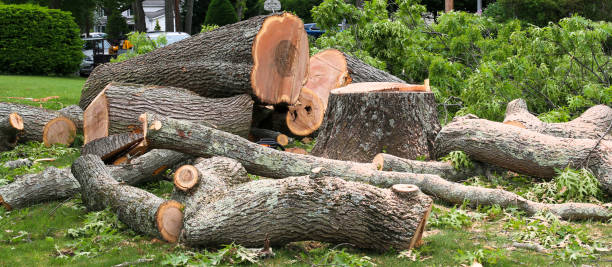 How Our Tree Care Process Works  in  Lindsborg, KS